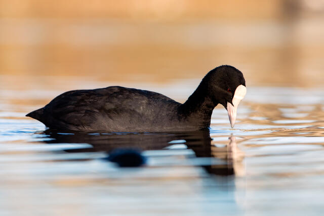 Foto: Otto L. Motzke